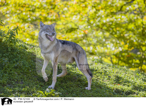 Eurasischer Grauwolf / eurasian greywolf / PW-12100