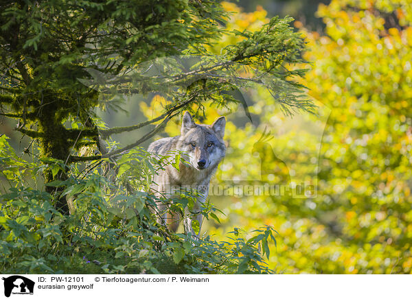 Eurasischer Grauwolf / eurasian greywolf / PW-12101