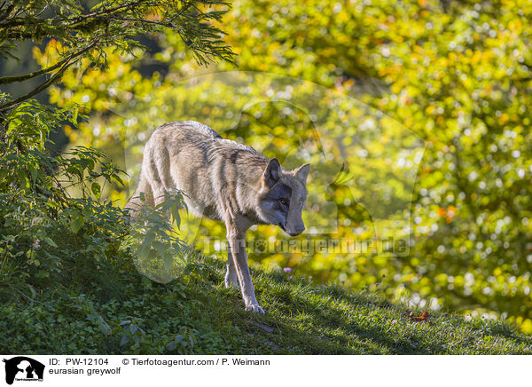 Eurasischer Grauwolf / eurasian greywolf / PW-12104