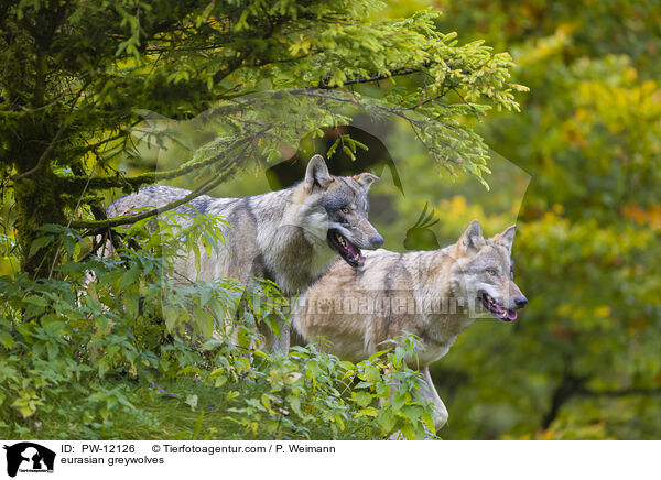 Eurasische Grauwlfe / eurasian greywolves / PW-12126