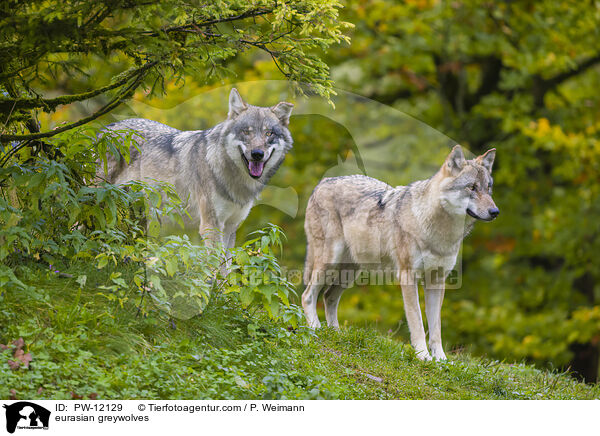 eurasian greywolves / PW-12129