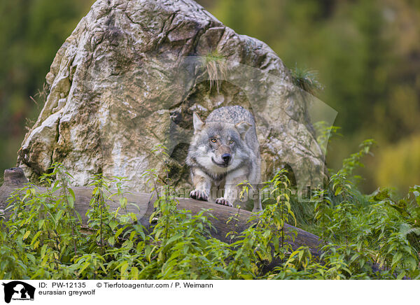 Eurasischer Grauwolf / eurasian greywolf / PW-12135