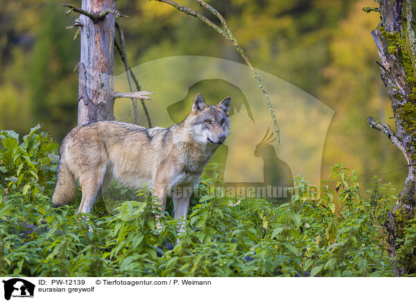 Eurasischer Grauwolf / eurasian greywolf / PW-12139