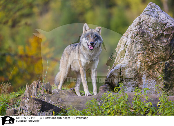 Eurasischer Grauwolf / eurasian greywolf / PW-12141