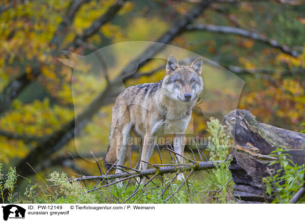 Eurasischer Grauwolf / eurasian greywolf / PW-12149