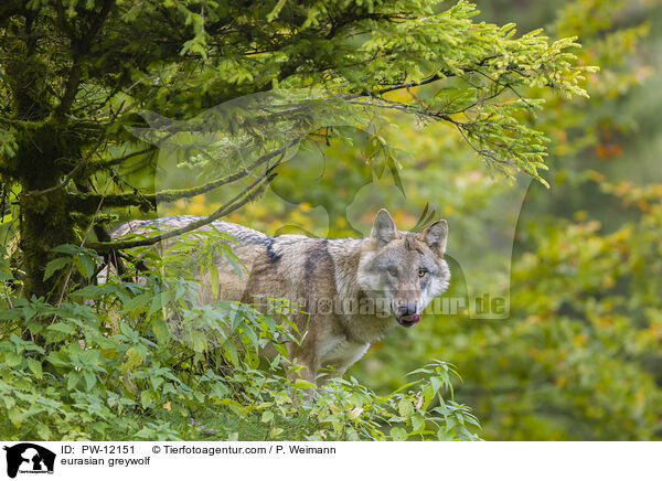 Eurasischer Grauwolf / eurasian greywolf / PW-12151