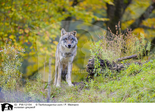 Eurasischer Grauwolf / eurasian greywolf / PW-12154