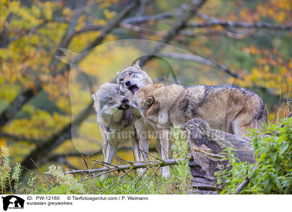 Eurasische Grauwlfe / eurasian greywolves / PW-12160