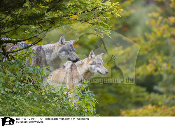 Eurasische Grauwlfe / eurasian greywolves / PW-12161