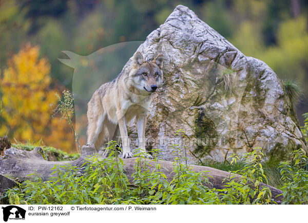 Eurasischer Grauwolf / eurasian greywolf / PW-12162