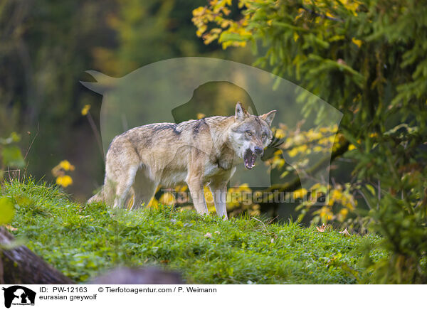 Eurasischer Grauwolf / eurasian greywolf / PW-12163