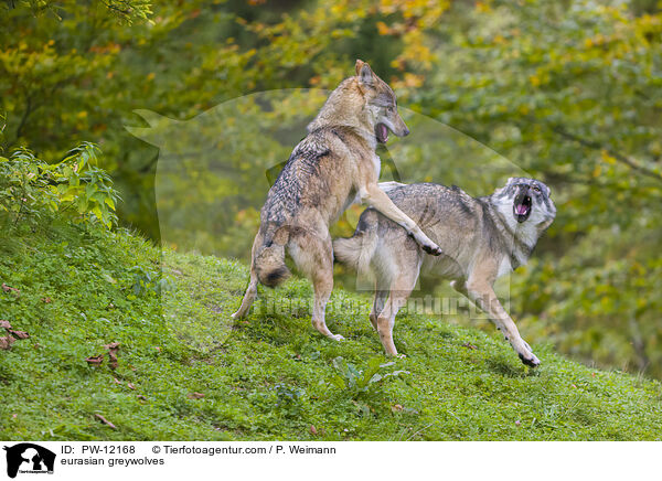 Eurasische Grauwlfe / eurasian greywolves / PW-12168