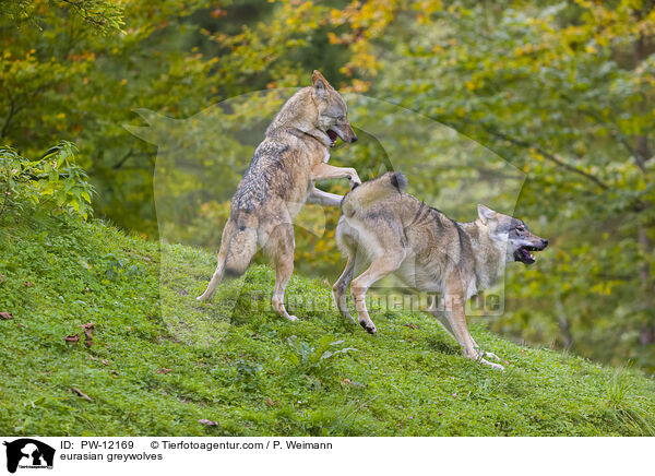 Eurasische Grauwlfe / eurasian greywolves / PW-12169