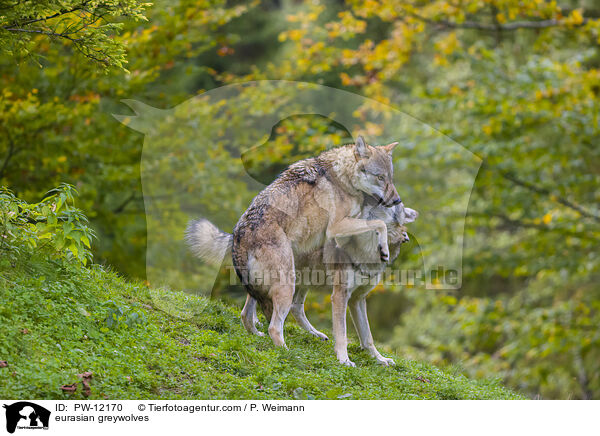 Eurasische Grauwlfe / eurasian greywolves / PW-12170