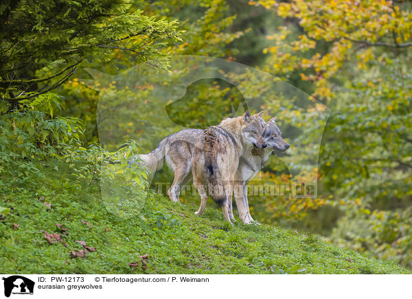 Eurasische Grauwlfe / eurasian greywolves / PW-12173