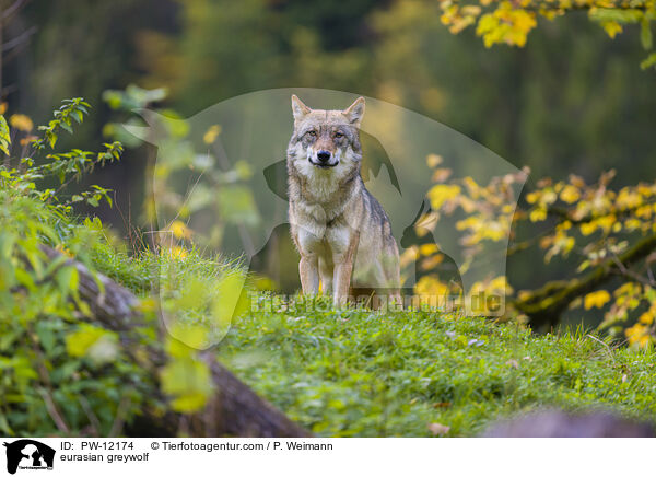 Eurasischer Grauwolf / eurasian greywolf / PW-12174