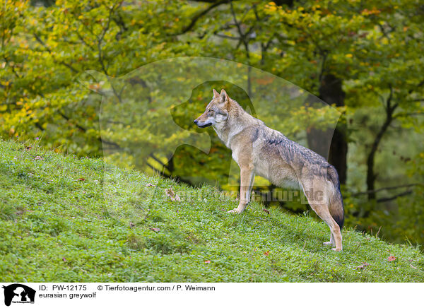 Eurasischer Grauwolf / eurasian greywolf / PW-12175