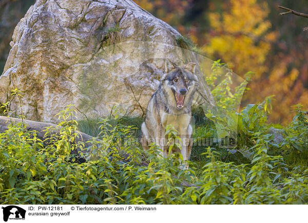 Eurasischer Grauwolf / eurasian greywolf / PW-12181