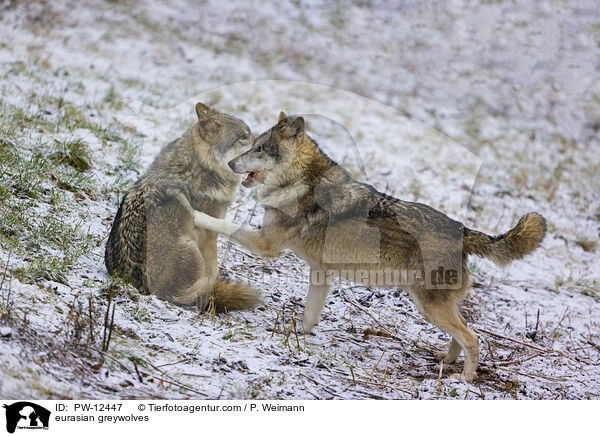 Eurasische Grauwlfe / eurasian greywolves / PW-12447