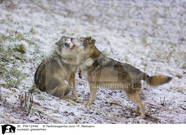 Eurasische Grauwlfe / eurasian greywolves / PW-12448