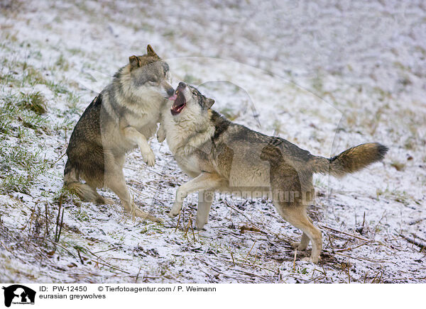 Eurasische Grauwlfe / eurasian greywolves / PW-12450