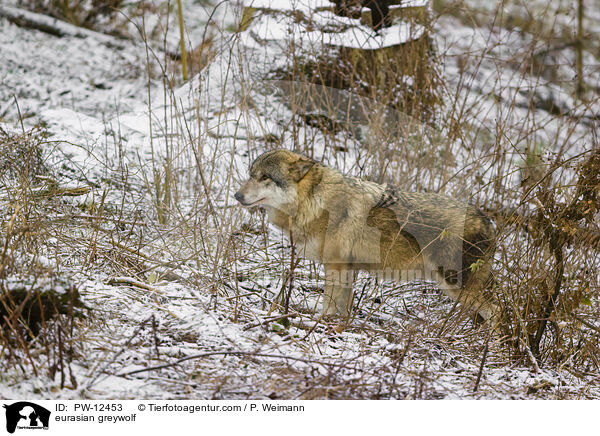 Eurasischer Grauwolf / eurasian greywolf / PW-12453