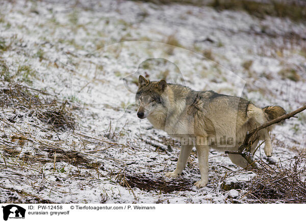 Eurasischer Grauwolf / eurasian greywolf / PW-12458
