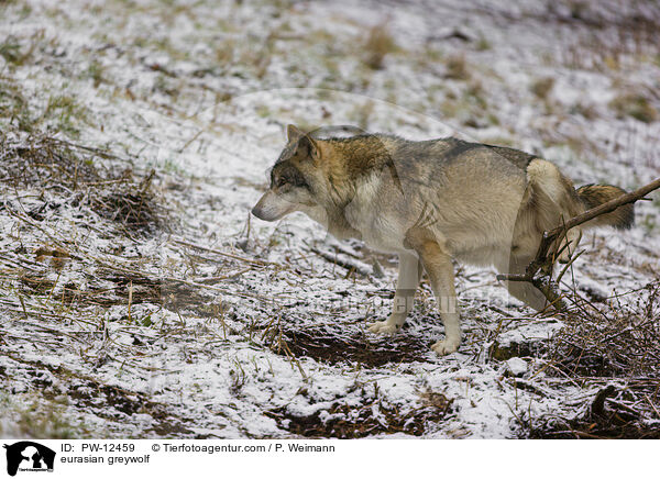 Eurasischer Grauwolf / eurasian greywolf / PW-12459