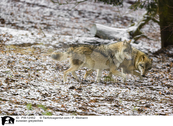 Eurasische Grauwlfe / eurasian greywolves / PW-12462