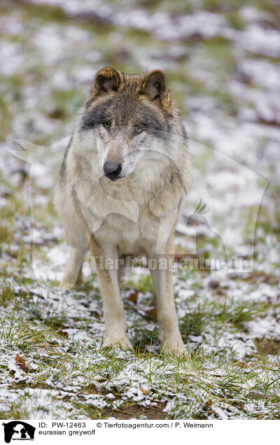 Eurasischer Grauwolf / eurasian greywolf / PW-12463