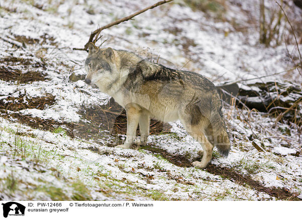 Eurasischer Grauwolf / eurasian greywolf / PW-12466