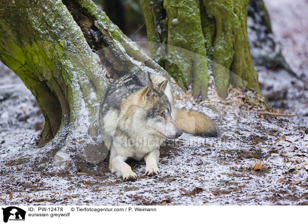 Eurasischer Grauwolf / eurasian greywolf / PW-12478