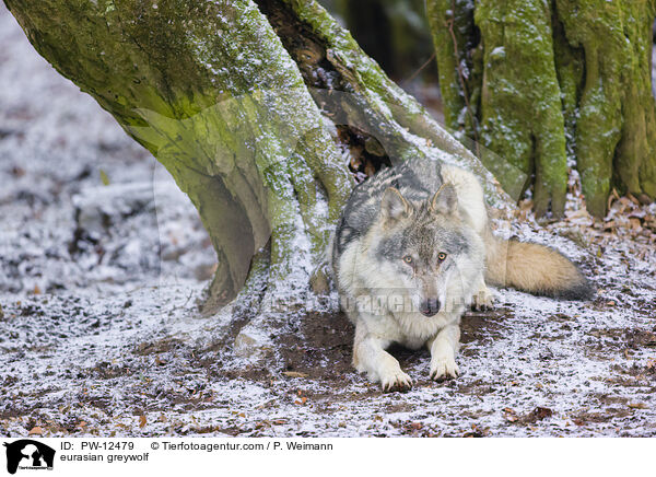 Eurasischer Grauwolf / eurasian greywolf / PW-12479