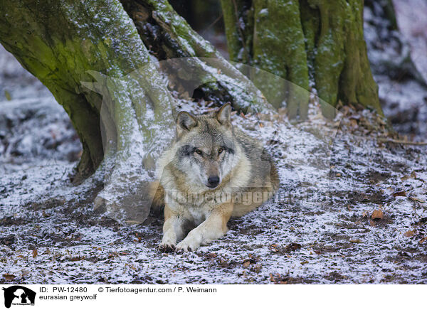 Eurasischer Grauwolf / eurasian greywolf / PW-12480