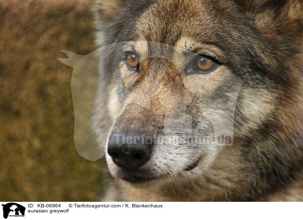 Eurasischer Grauwolf / eurasian greywolf / KB-06964