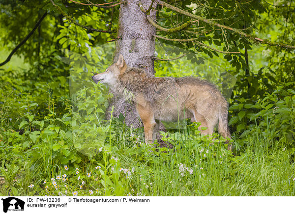 Eurasischer Grauwolf / eurasian greywolf / PW-13236