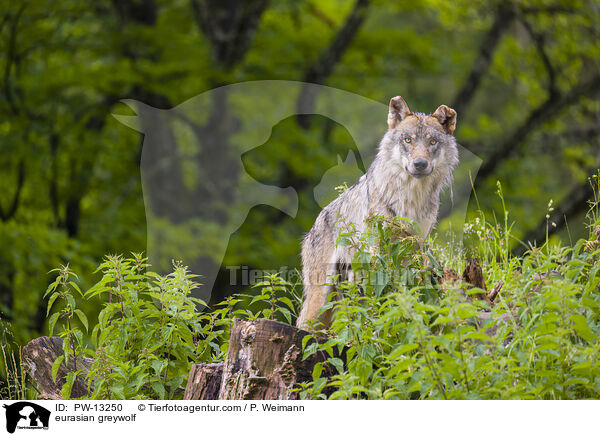 Eurasischer Grauwolf / eurasian greywolf / PW-13250