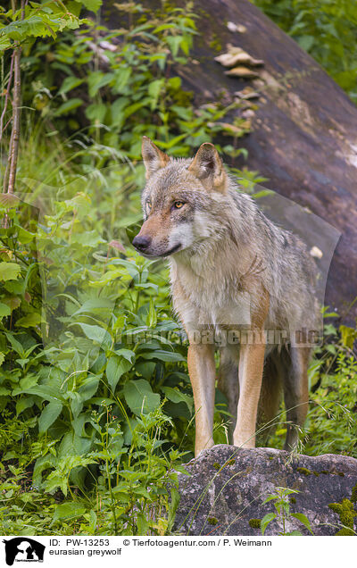 Eurasischer Grauwolf / eurasian greywolf / PW-13253