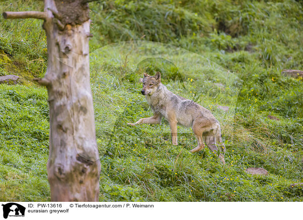 Eurasischer Grauwolf / eurasian greywolf / PW-13616