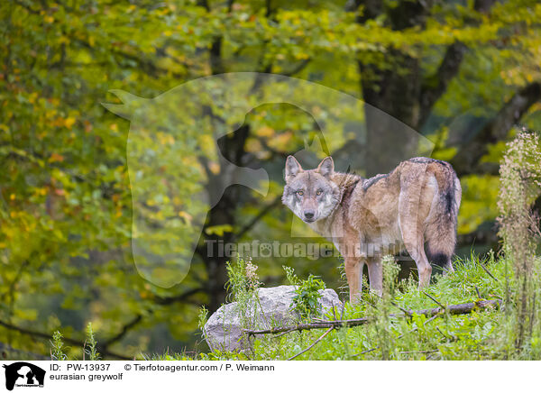 Eurasischer Grauwolf / eurasian greywolf / PW-13937