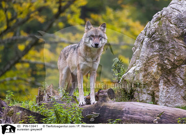 Eurasischer Grauwolf / eurasian greywolf / PW-13941