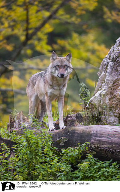 Eurasischer Grauwolf / eurasian greywolf / PW-13942