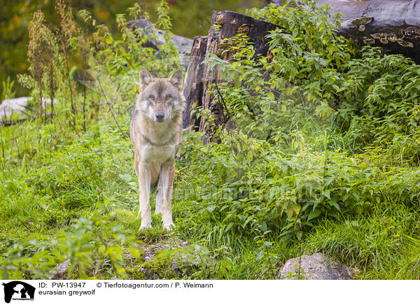 Eurasischer Grauwolf / eurasian greywolf / PW-13947