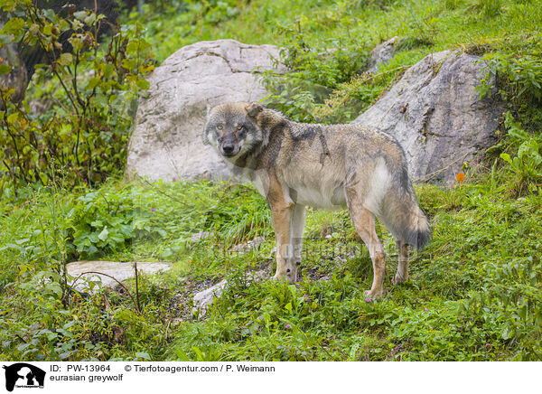 Eurasischer Grauwolf / eurasian greywolf / PW-13964