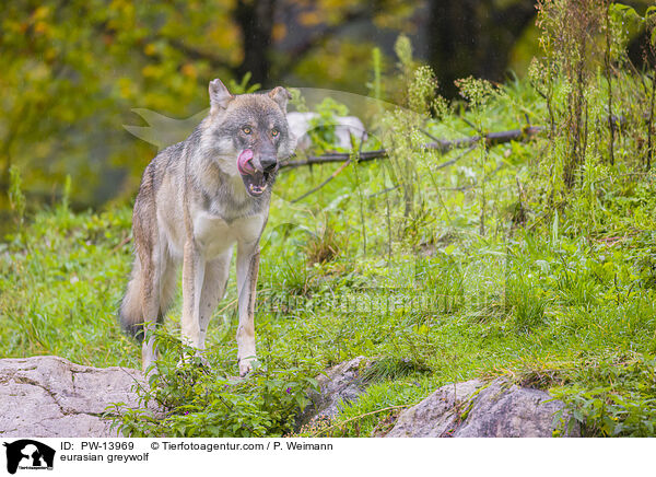 Eurasischer Grauwolf / eurasian greywolf / PW-13969