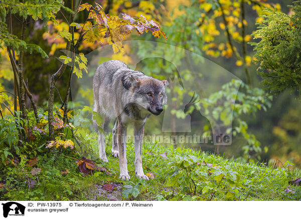 Eurasischer Grauwolf / eurasian greywolf / PW-13975