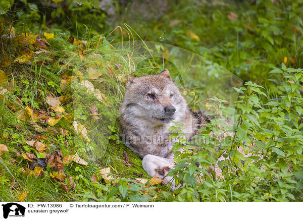 Eurasischer Grauwolf / eurasian greywolf / PW-13986