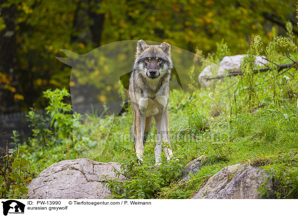 Eurasischer Grauwolf / eurasian greywolf / PW-13990