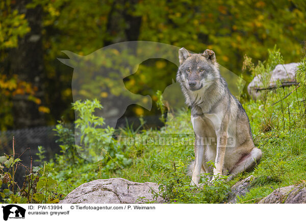Eurasischer Grauwolf / eurasian greywolf / PW-13994