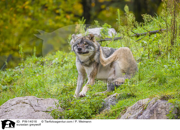 Eurasischer Grauwolf / eurasian greywolf / PW-14016